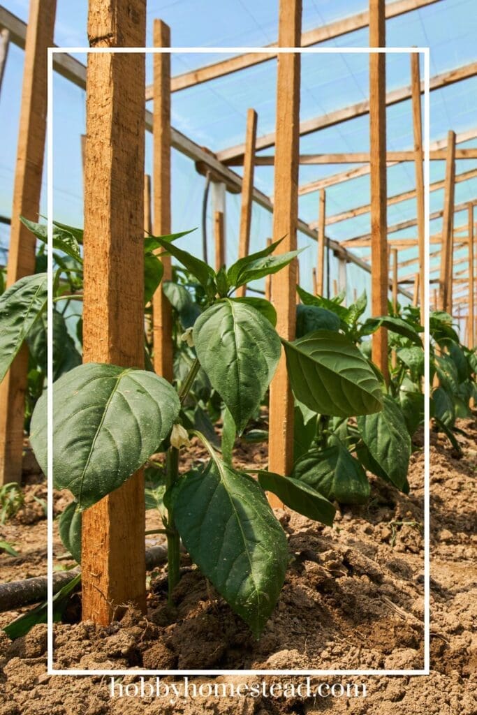 Bell Peppers Need Support we used wooden sticks