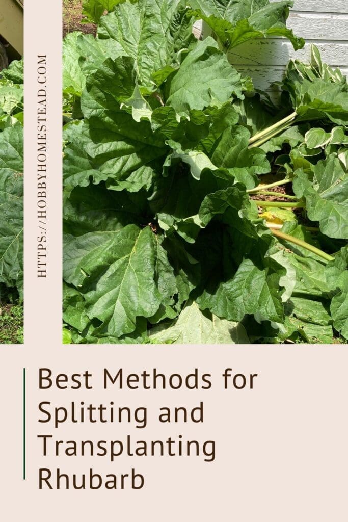 Best Methods for Splitting and Transplanting Rhubarb