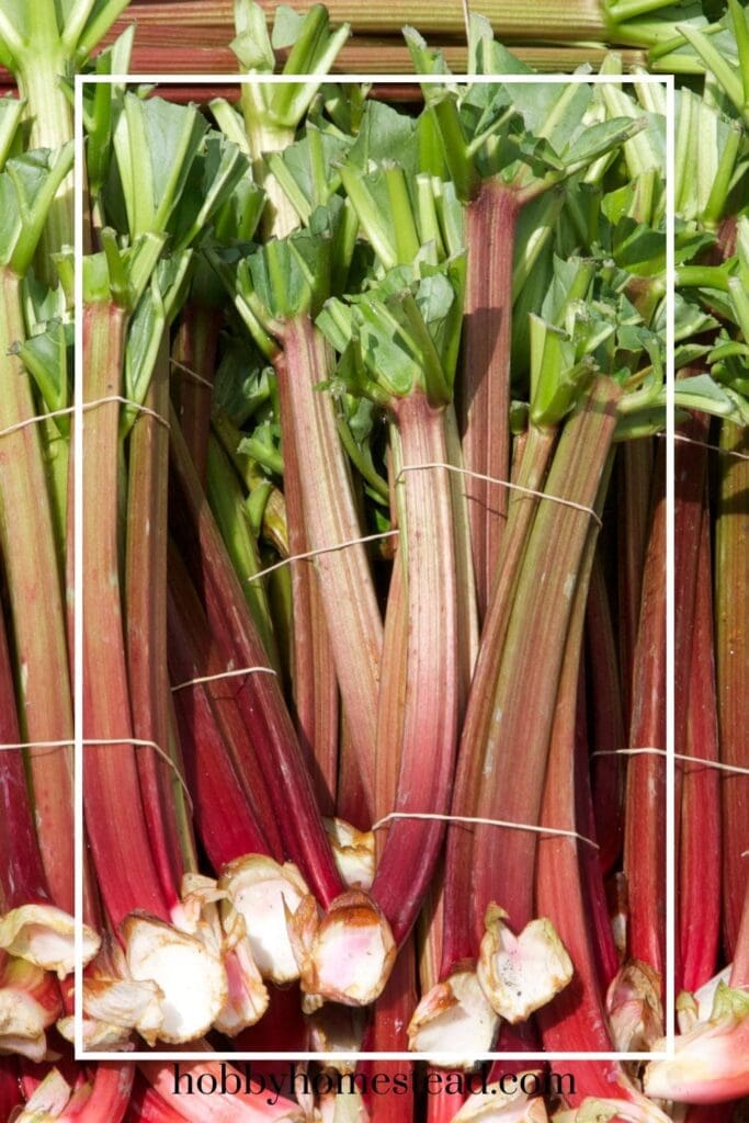 Bundles of Picked Rhubarb