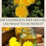 DIY Dandelion Infused Oil and What to Do with It