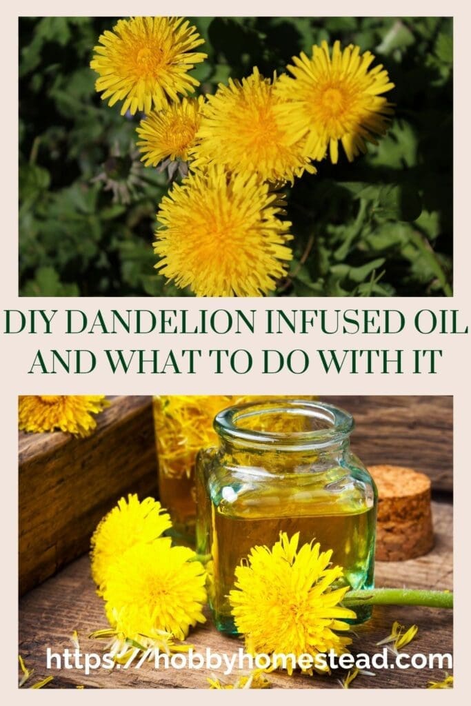 DIY Dandelion Infused Oil and What to Do with It
