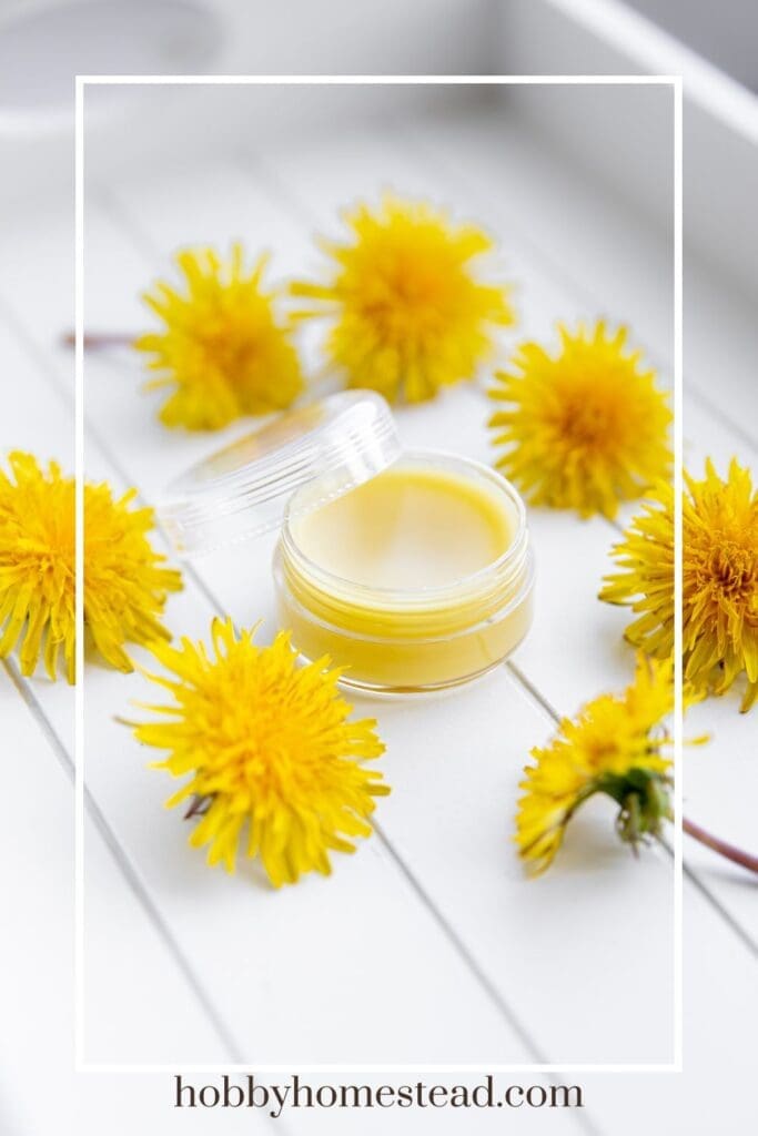 Dandelion Salve with Fresh Flowers