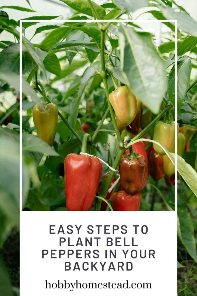 Easy Steps to Plant Bell Peppers in Your Backyard