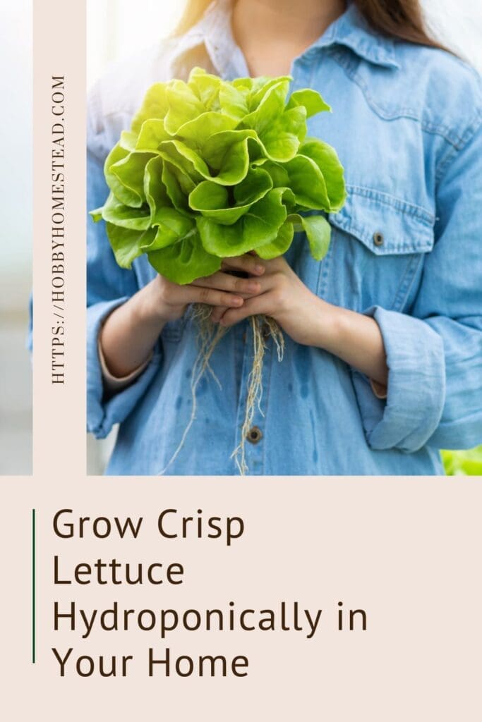 Grow Crisp Lettuce Hydroponically in Your Home