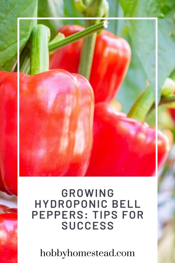 Growing Hydroponic Bell Peppers Tips for Success