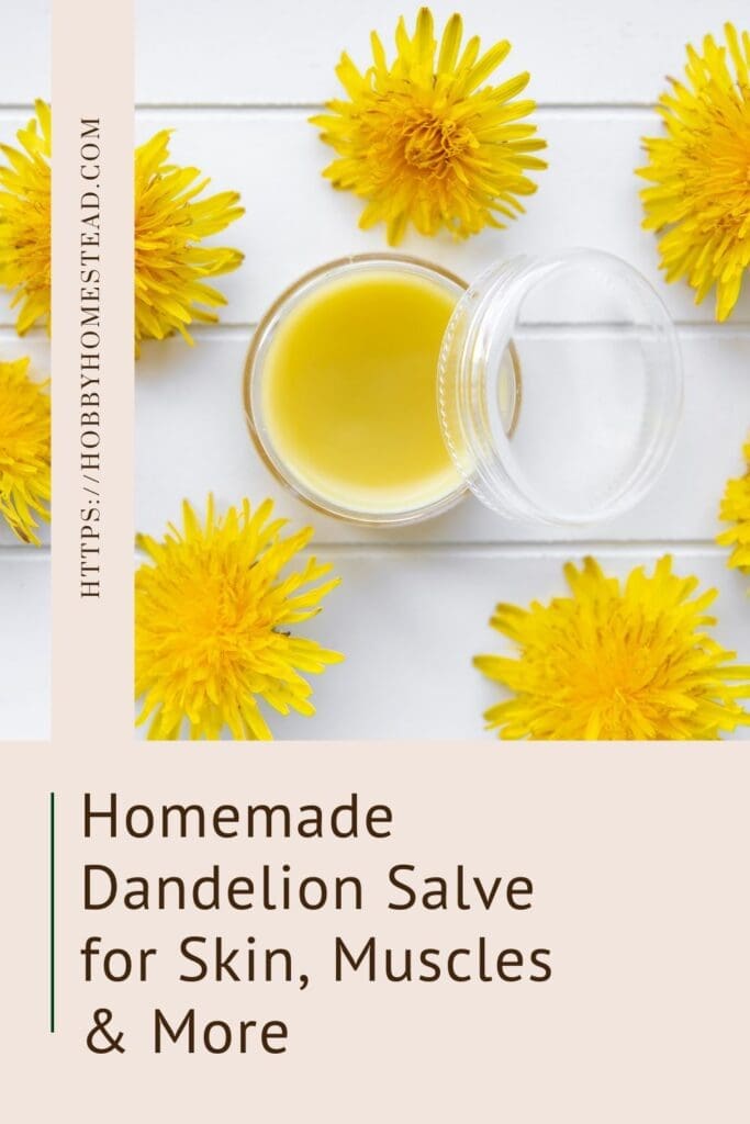 Homemade Dandelion Salve for Skin, Muscles & More
