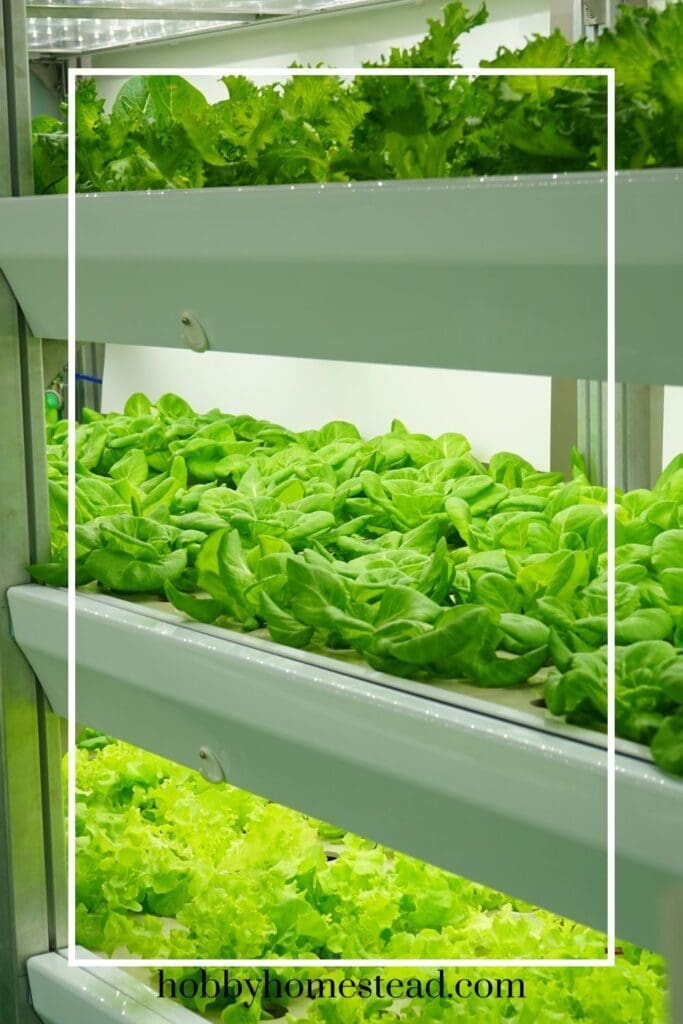 Hydroponic Lettuce Varieties