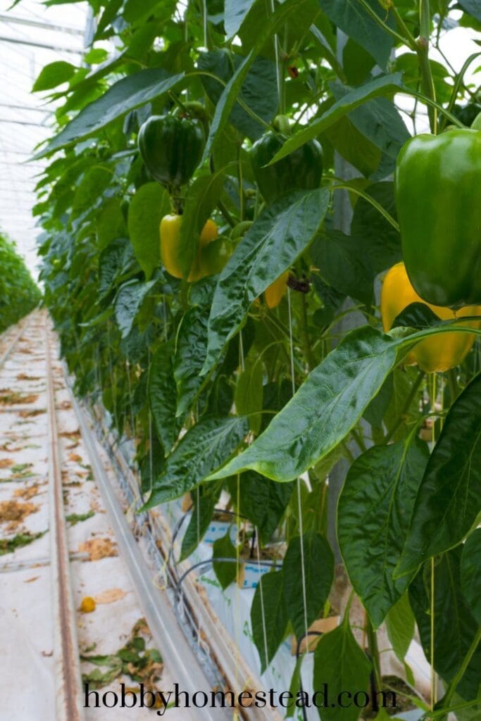Hydroponic Sweet Peppers