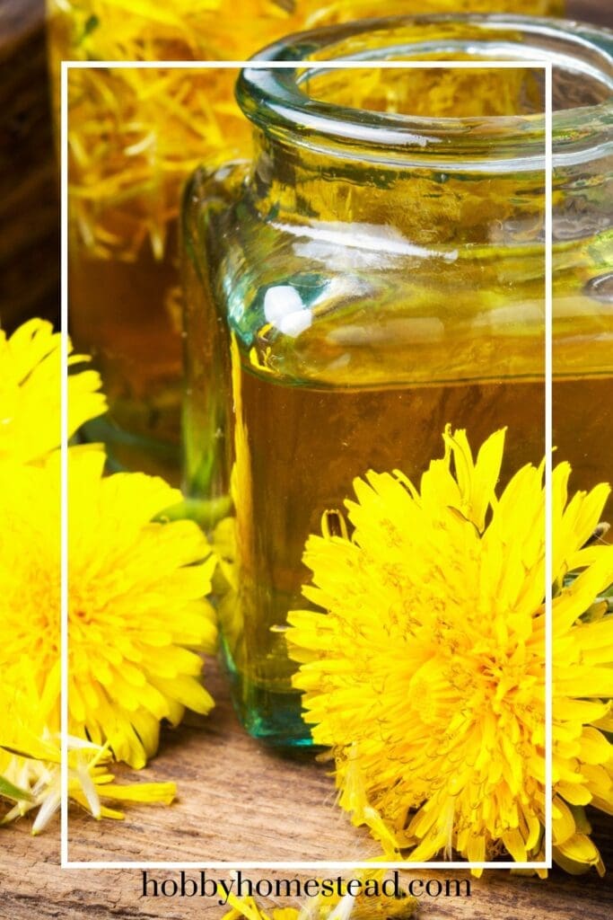 Jar of dandelion infused oil