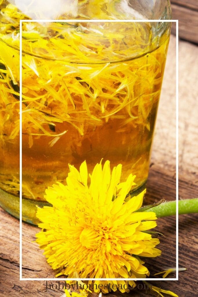 Making Dandelion Infused Oil