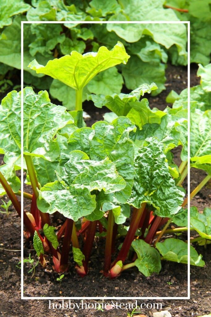 New Rhubarb Stalks Growing