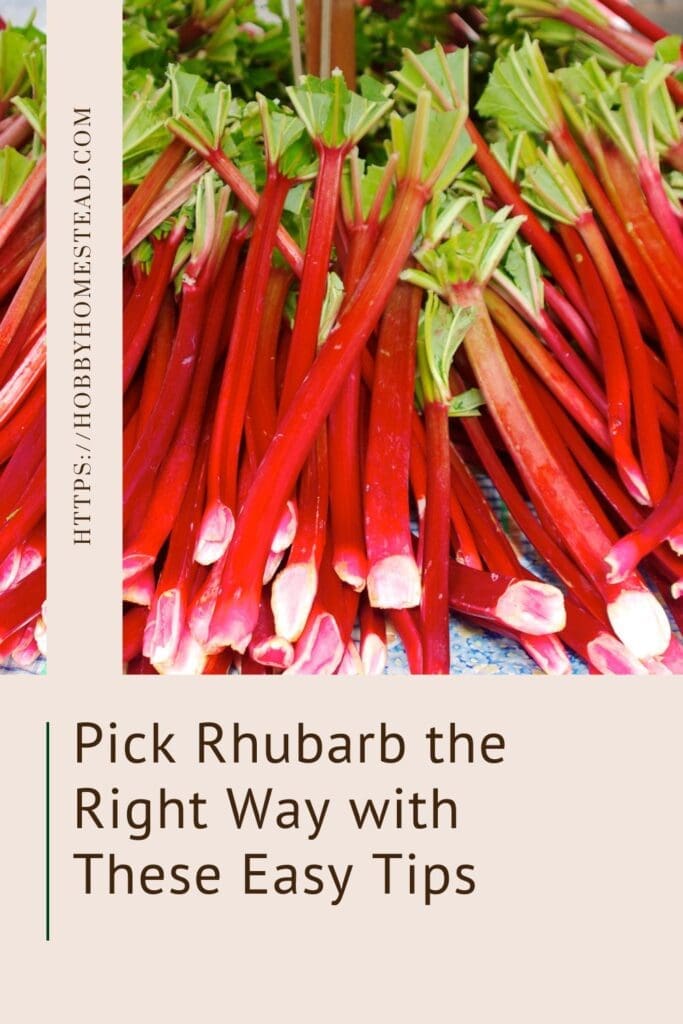 Pick Rhubarb the Right Way with These Easy Tips