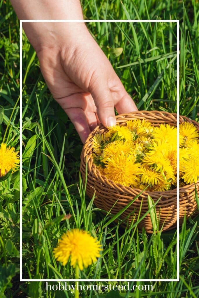Picking Dandelion Flowers