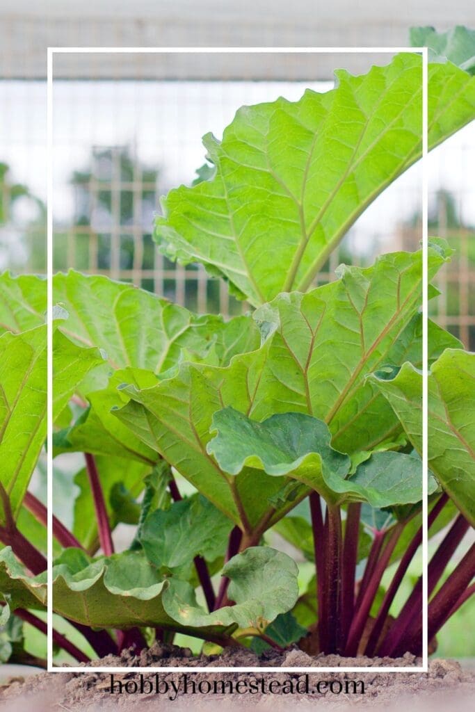 Rhubarb Plant Growing