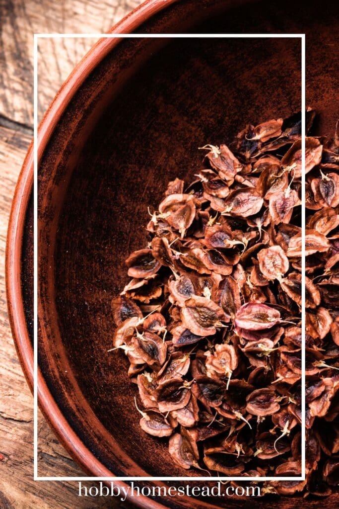 Seeds in a bowl read for soaking