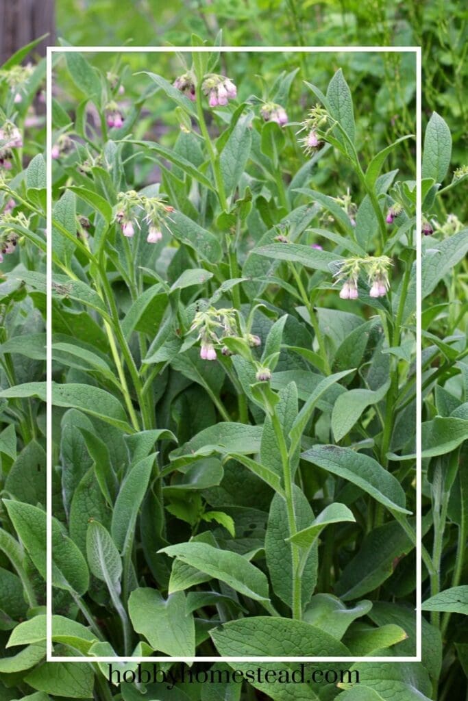comfrey plant