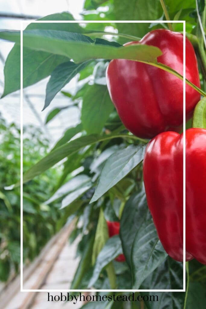 hydroponic red peppers