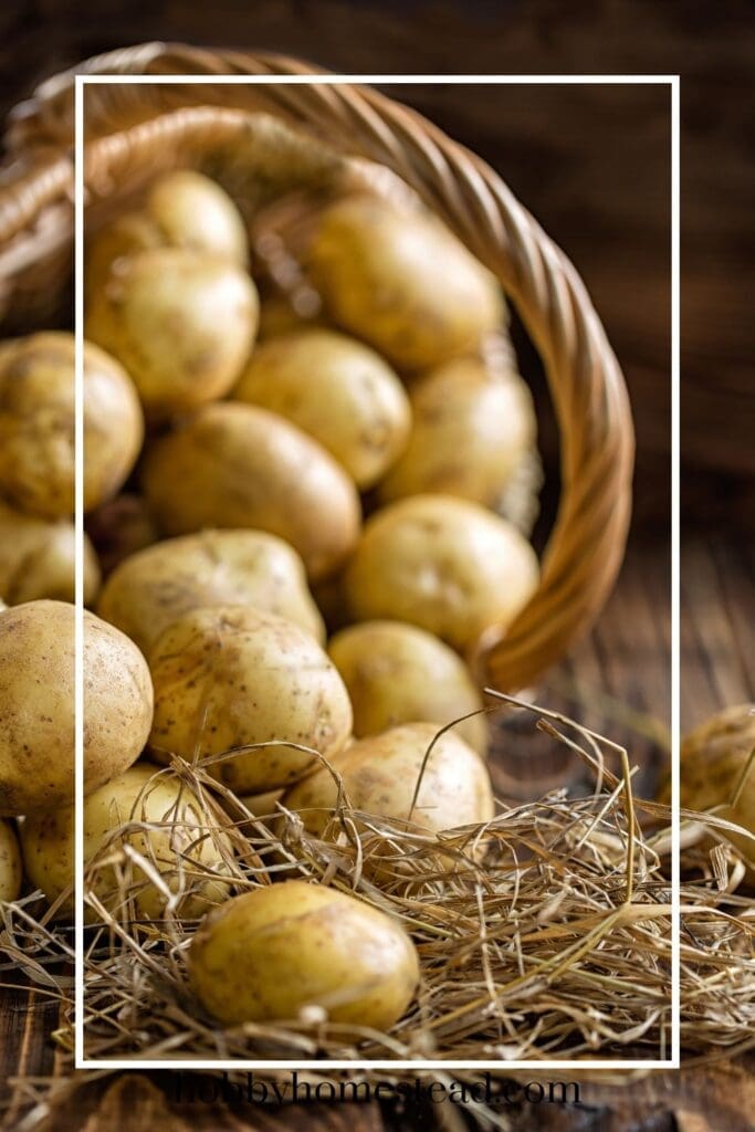 Basket of fingerling potatoes