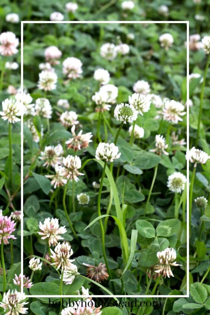 Clover Growing in our Backyard