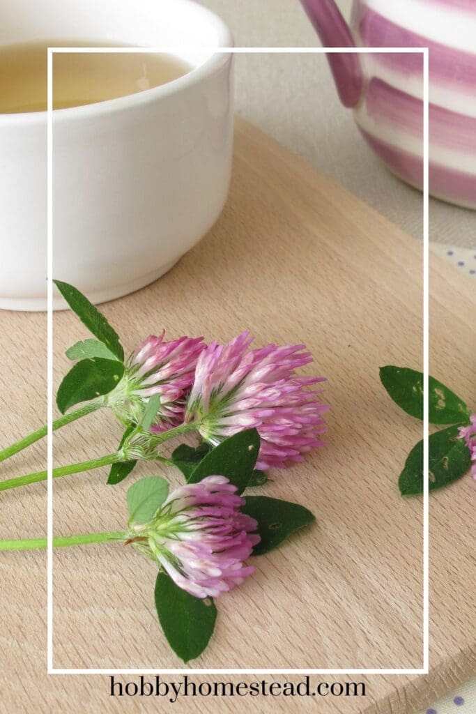 Cup of Red Clover Tea