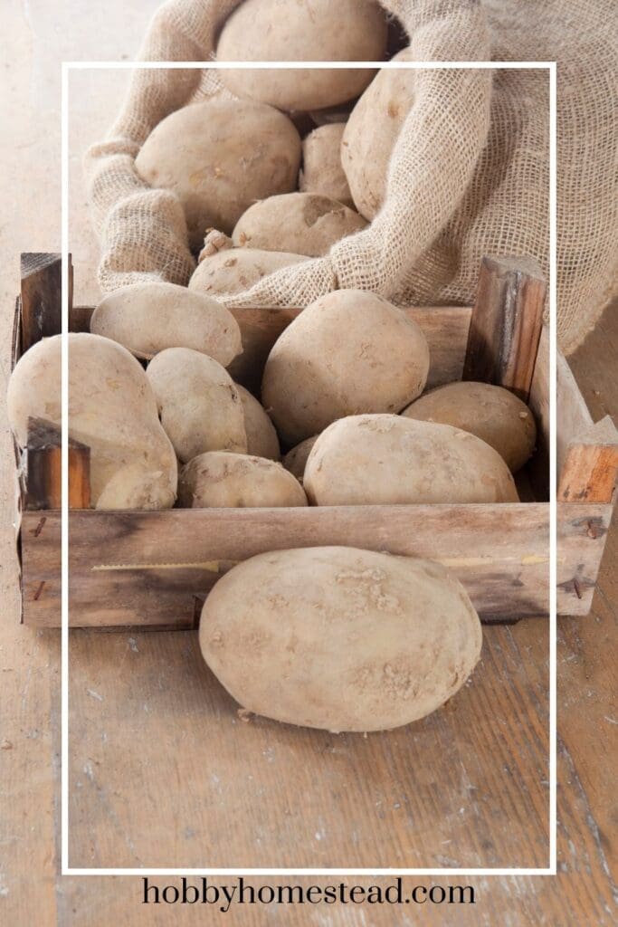Curing Potatoes
