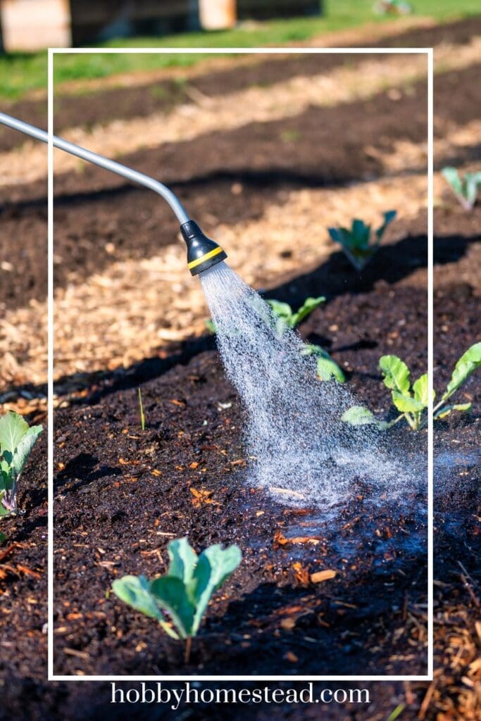 Early Morning Watering