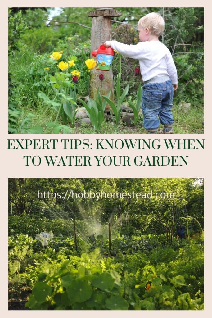 Expert Tips Knowing When to Water Your Garden