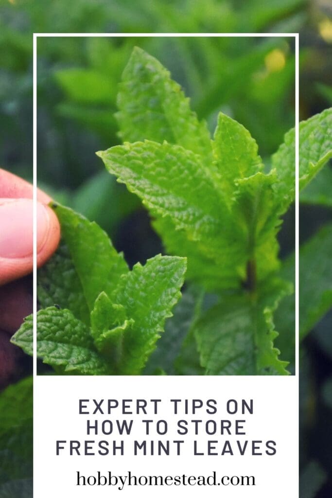 Expert Tips on How to Store Fresh Mint Leaves