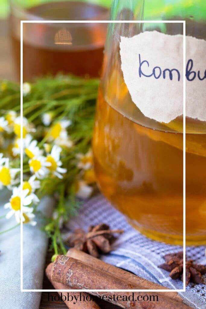 Fermenting Apple Kombucha