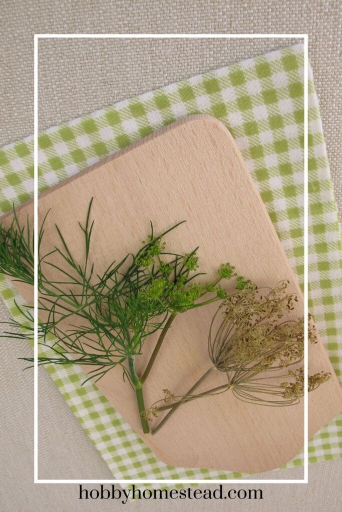 Fresh and Dried Dill