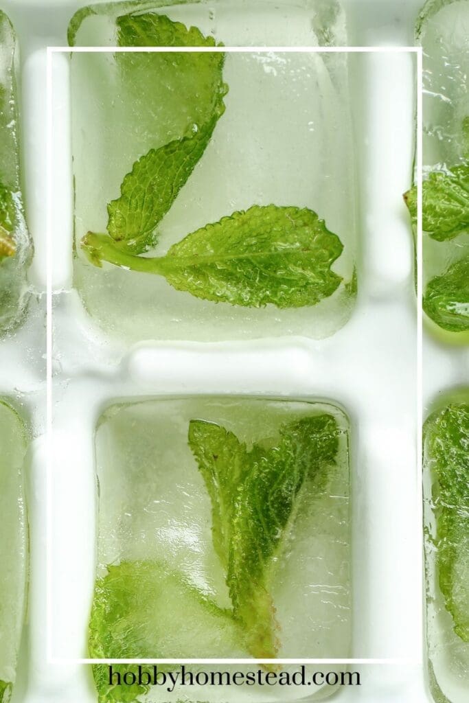 Frozen Mint in Ice Cubes