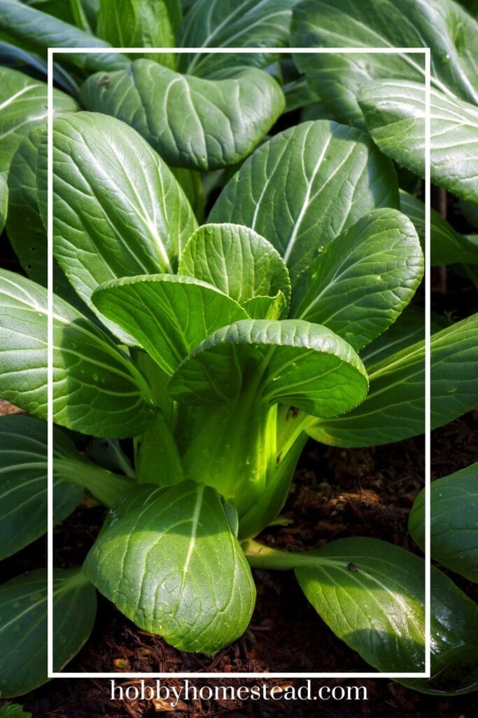 Growing Bok Choy