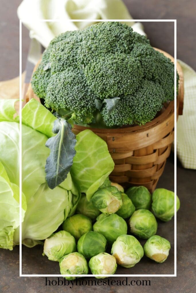 Growing Brassicas