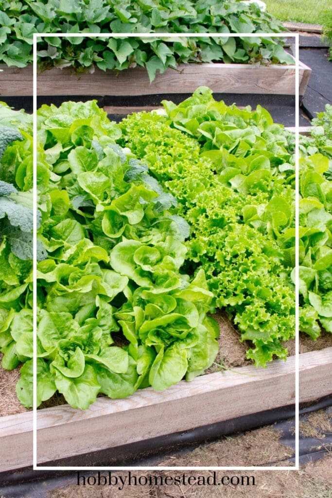 Growing Leafy Greens