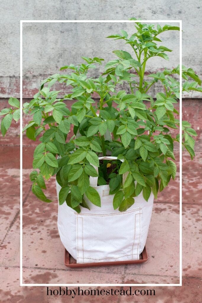 Growing Potatoes in a Grow Bag