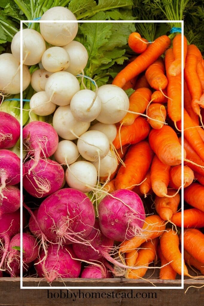 Growing Root Vegetables