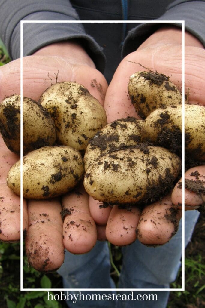 Harvesting Container Grown Potatoes