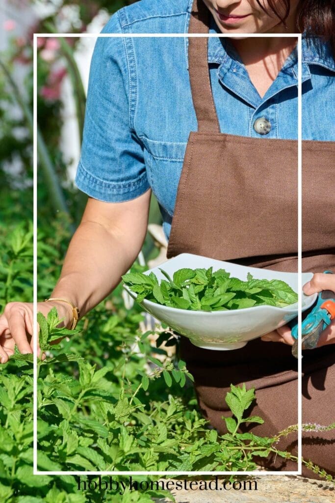 Picking Fresh Mint Leaves