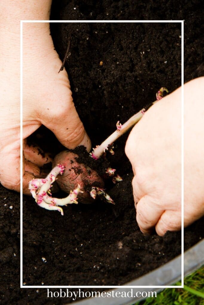 Planting Potatoes