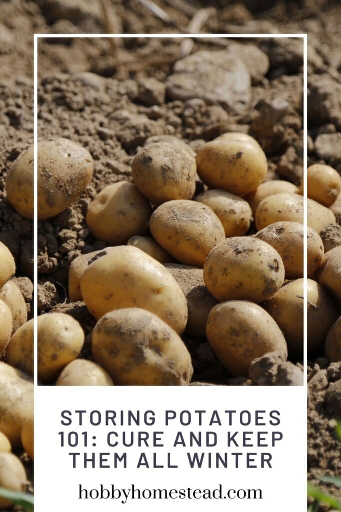 Storing Potatoes 101 Cure and Keep them All Winter