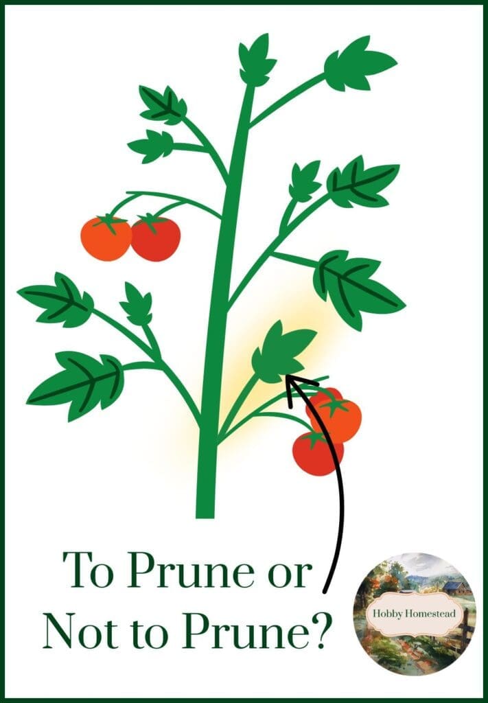 To Prune or Not to Prune Graphic Tomato Sucker Pin Size