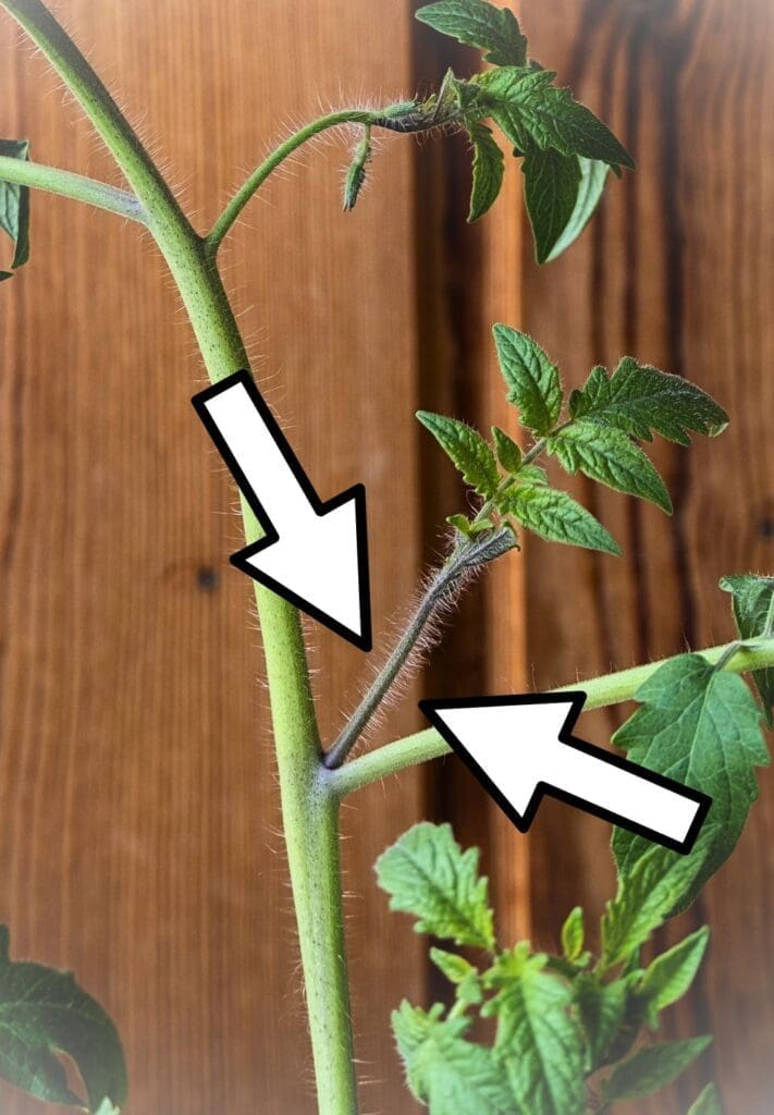 Tomato Sucker Photo Graphic Where to Prune