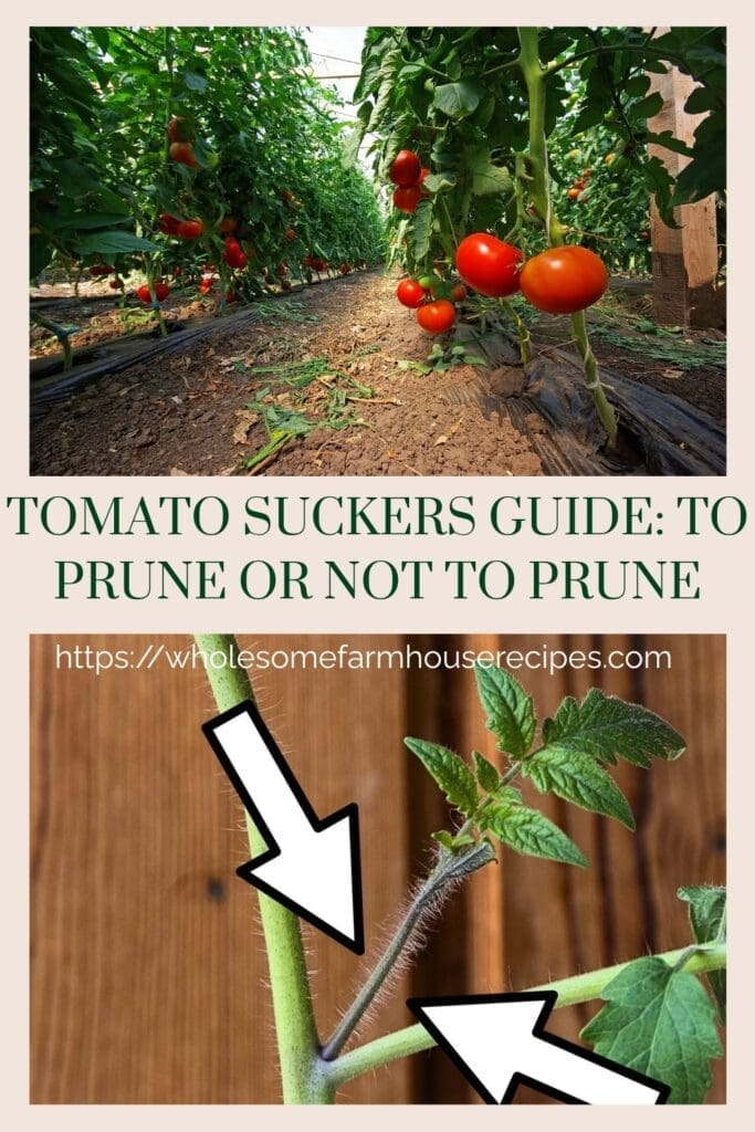 Tomato Suckers Guide To Prune or Not to Prune