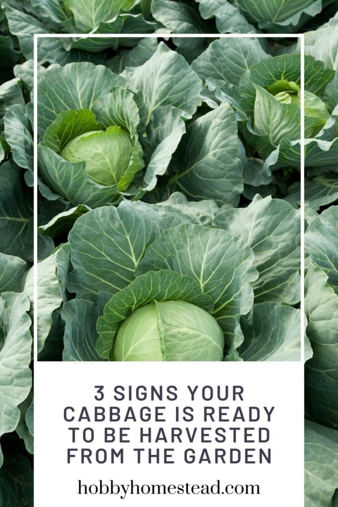 3 Signs Your Cabbage Is Ready to Be Harvested from the Garden