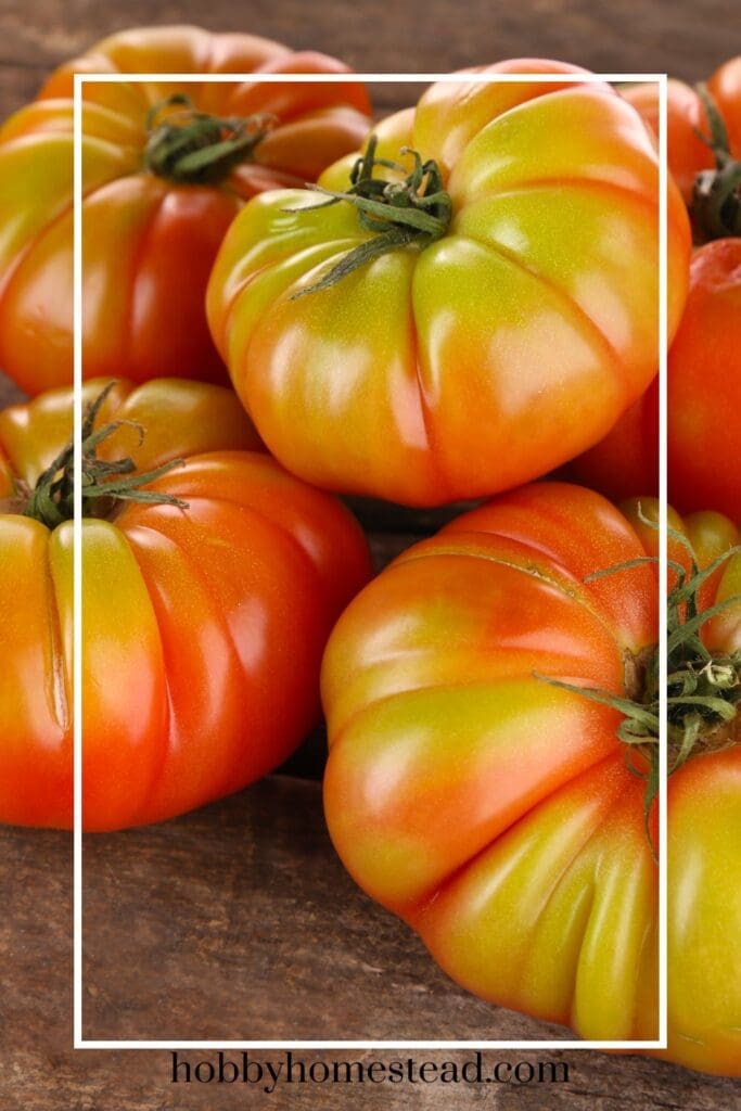 Beef Steak Tomatoes Picked Before Fully Ripened