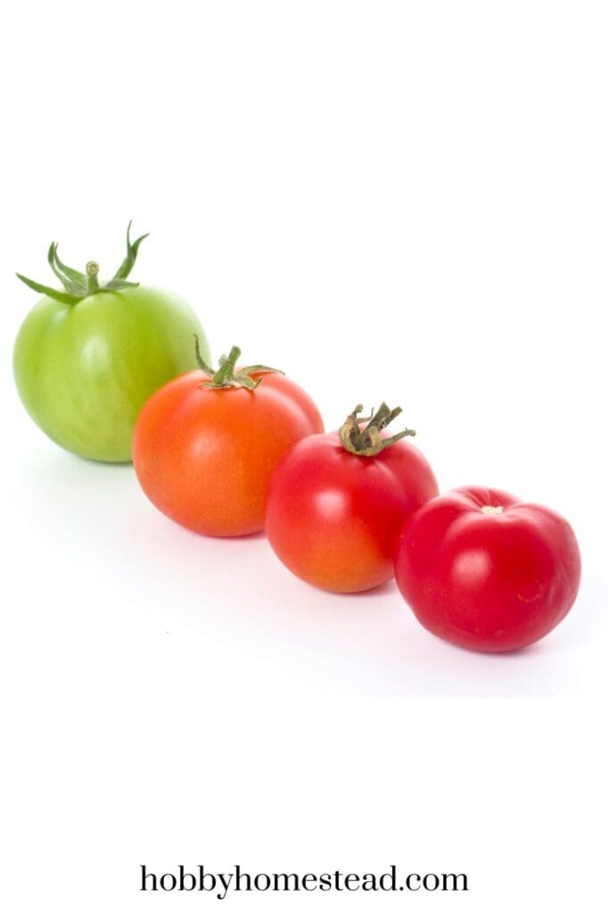 Different Stages of Tomato Ripeness