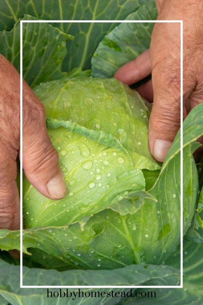 Easily Regrow Your Cabbage by Harvesting it Right