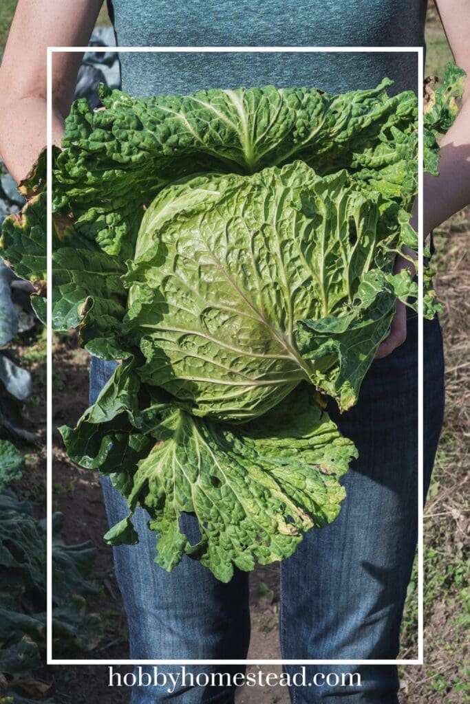 Harvesting Cabbage