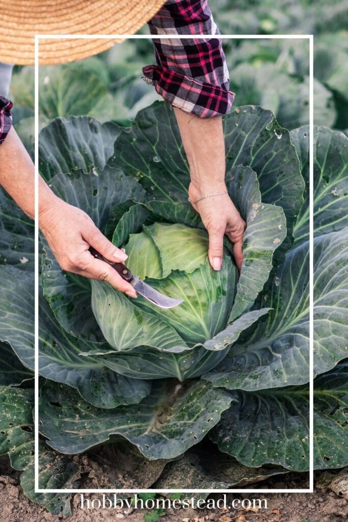 Harvesting Cabbage for Regrowth