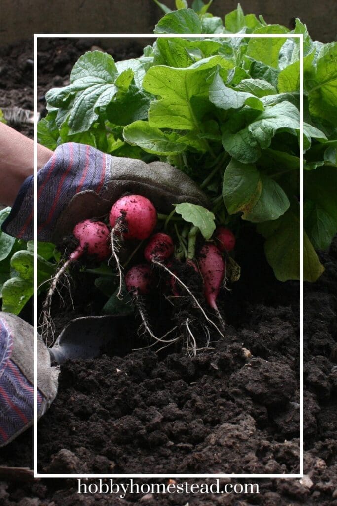 Harvesting Radishes
